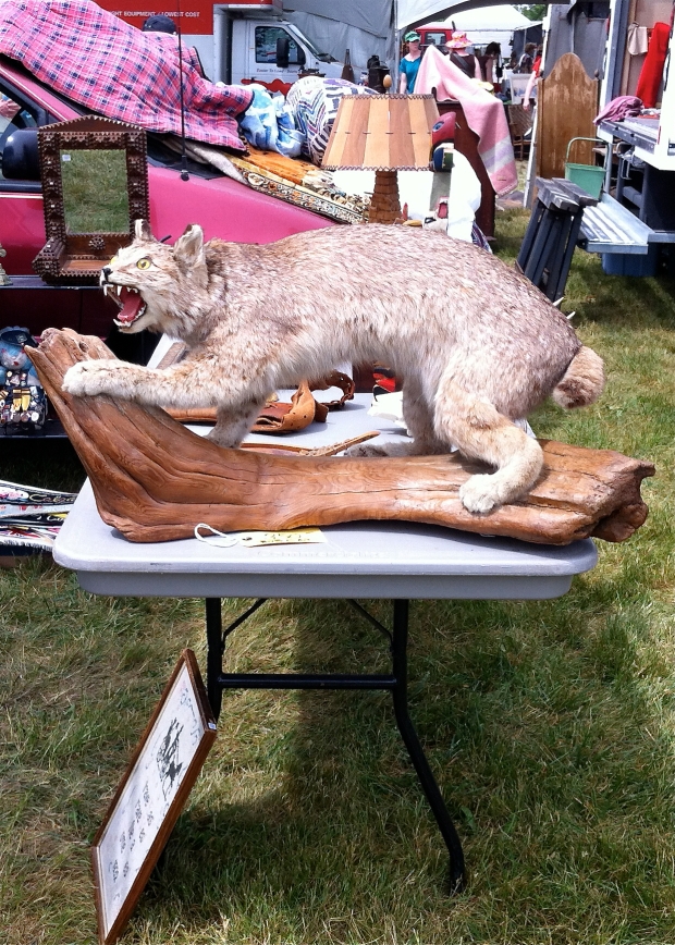 Taxidermy bobcat