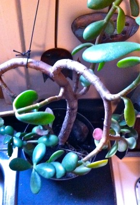 Overgrown jade plant