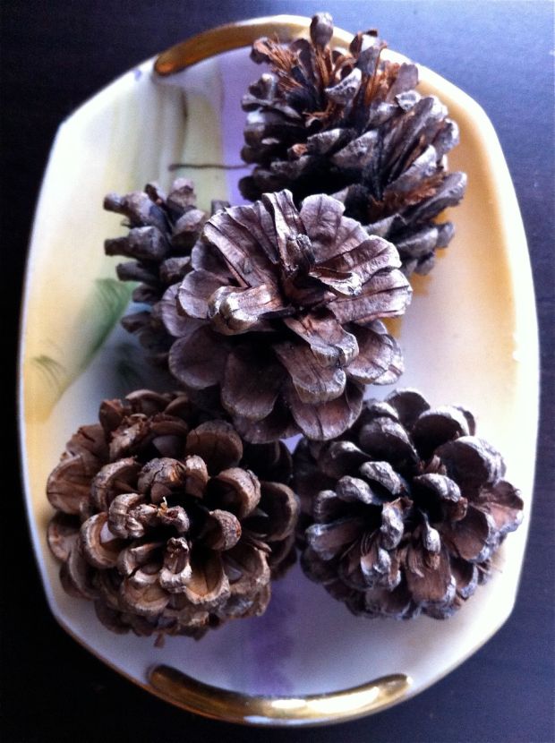 pinecones