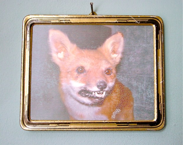 fox