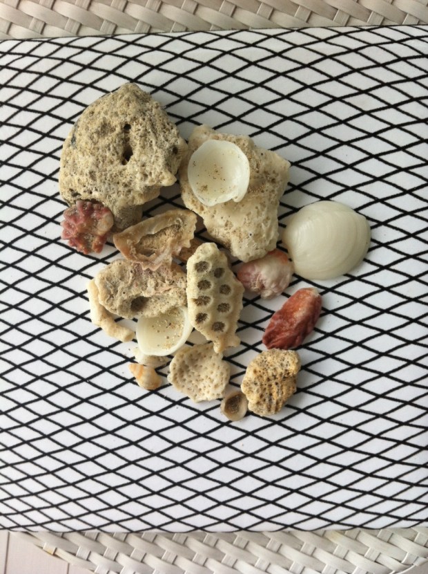 miami shells n coral