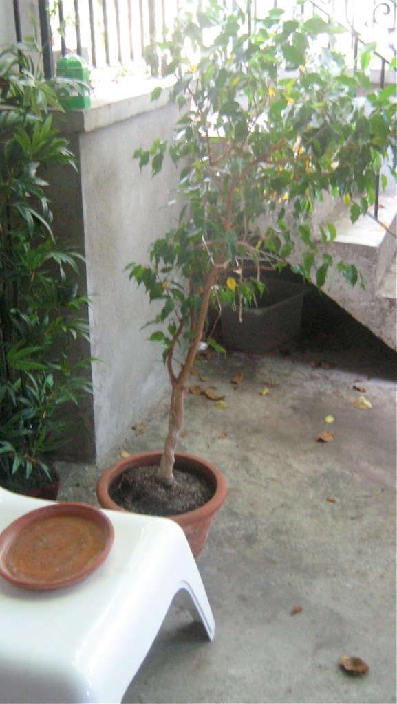 ficus