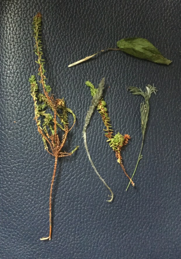 A243E087-F721-4FE9-81E7-D6C46EE9311F